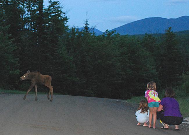 Kids watching moose calf in Kokadjo, Maine